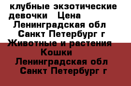 клубные экзотические девочки › Цена ­ 10 000 - Ленинградская обл., Санкт-Петербург г. Животные и растения » Кошки   . Ленинградская обл.,Санкт-Петербург г.